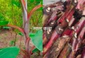 বিভিন্ন ধরনের চারা গাছ