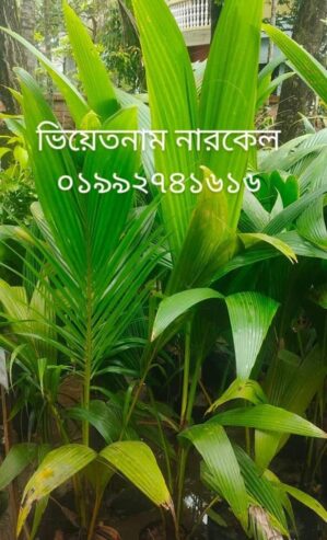 বিভিন্ন ধরনের চারা গাছ