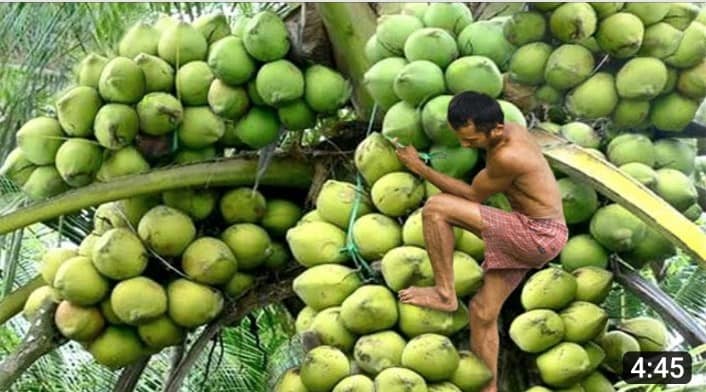 বিভিন্ন ধরনের চারা গাছ