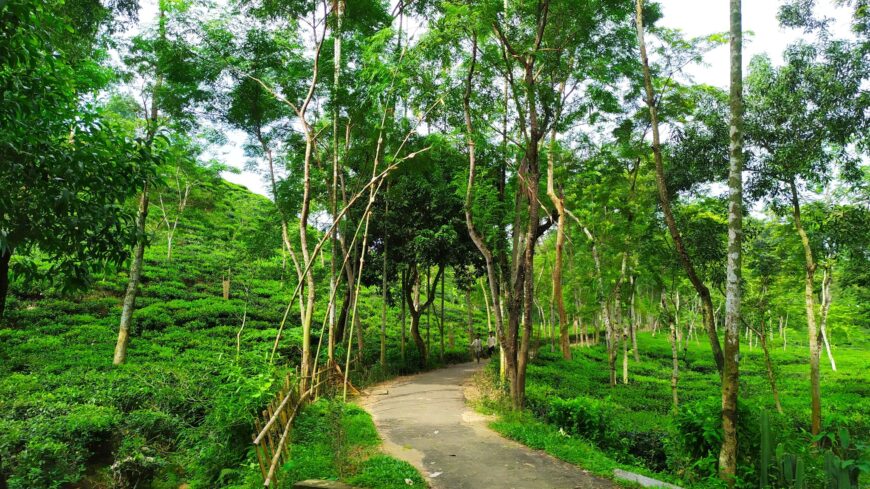 Hotel Farmis Garden