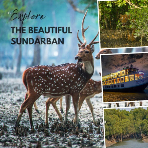 Sundarban Tour Package