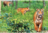 Sundarban Tour Package By Ship