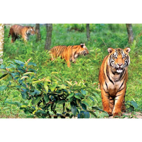 Sundarban Tour Package By Ship