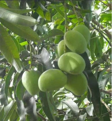 Order Rajshahi Mango