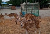 Sundarban Package Tour