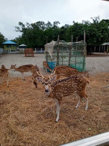 Sundarban Package Tour