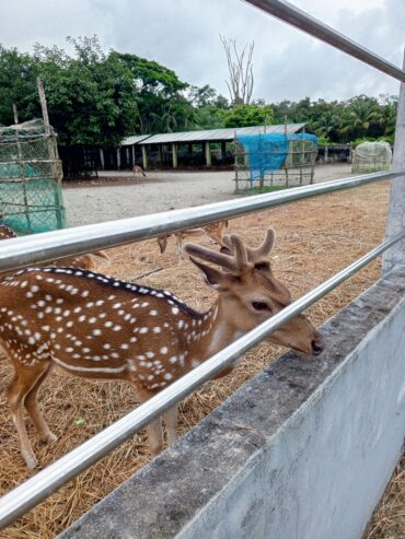 Sundarban Package Tour