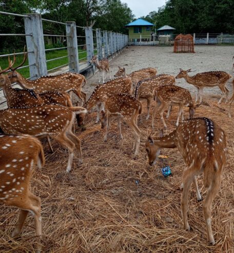 Sundarban Package Tour