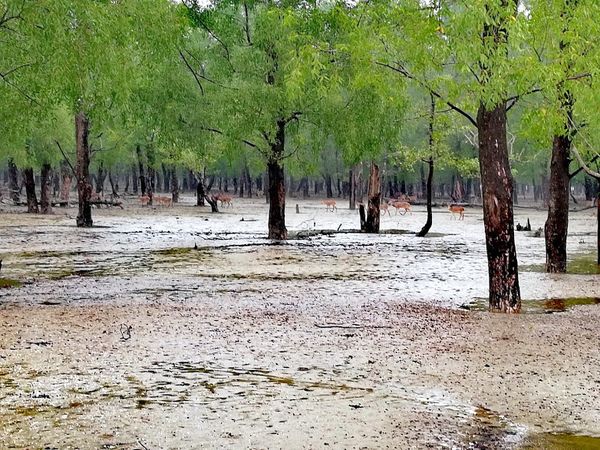 Sundarban Tour Package