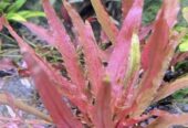 Submerged Plants