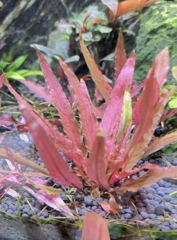 Submerged Plants