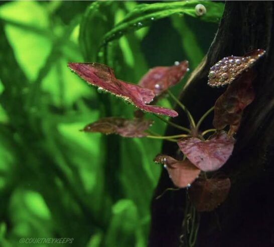 Submerged Plants