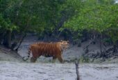 Sundarbans Package Tour in Dhaka in 2025