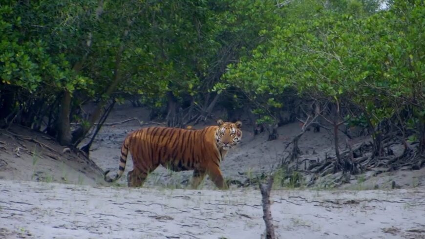 Sundarbans Package Tour in Dhaka in 2025