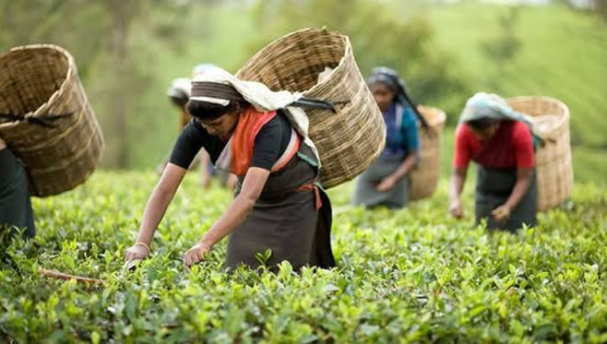 Sylhet Relax Tour Package in Dhaka